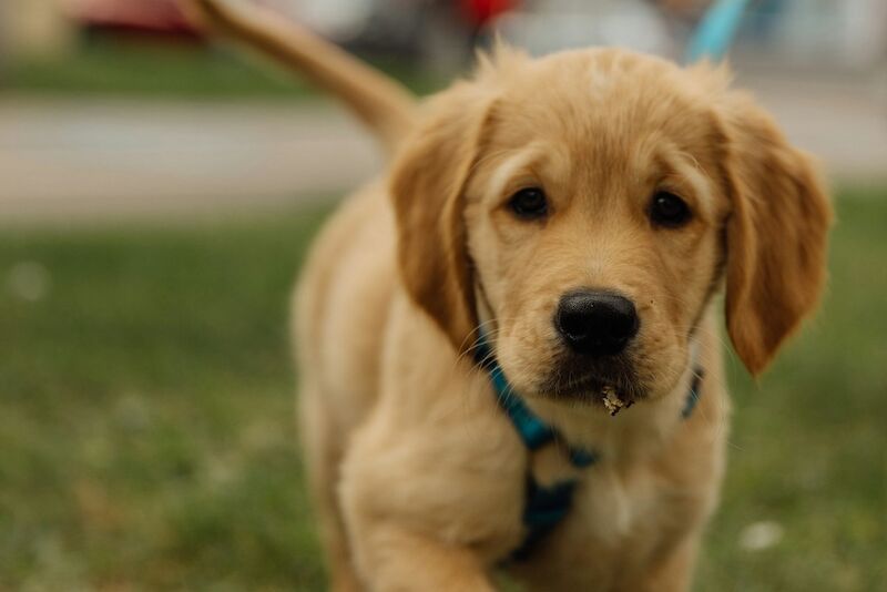 Golden Retriever Training Guide: From Playful Puppy to Perfect Companion