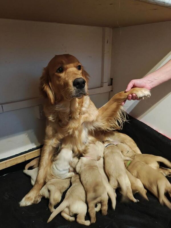 Golden Retriever puppies for sale in Weaverham, Cheshire – 4 weeks old - Image 2 of 4