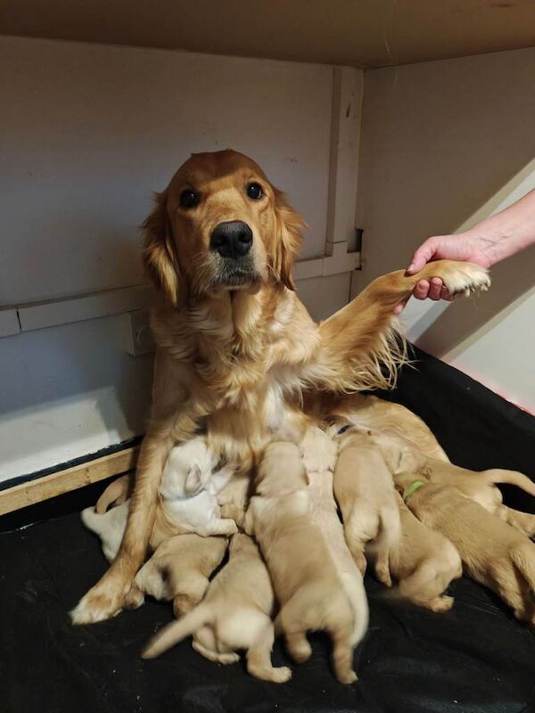Golden Retriever puppies for sale in Weaverham, Cheshire – 4 weeks old - Image 3 of 4