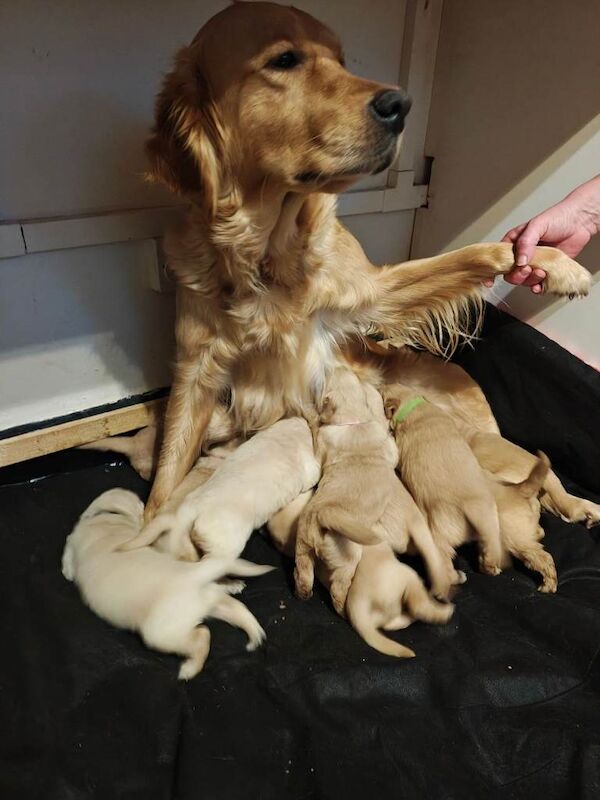 Golden Retriever puppies for sale in Weaverham, Cheshire – 4 weeks old - Image 4 of 4