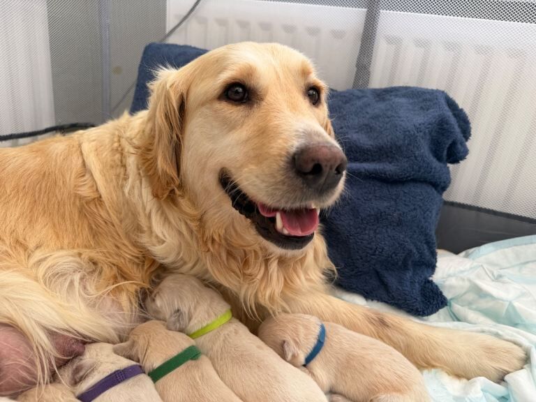 10 KC Registered golden retriever puppies