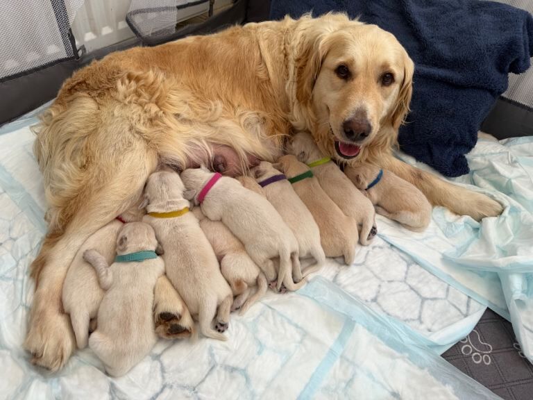 10 KC Registered golden retriever puppies - Image 2 of 4