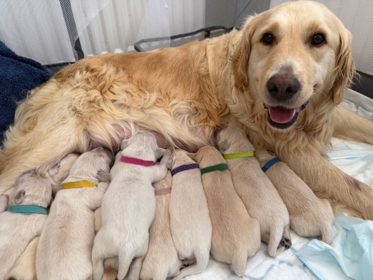 10 KC Registered golden retriever puppies - Image 3 of 4
