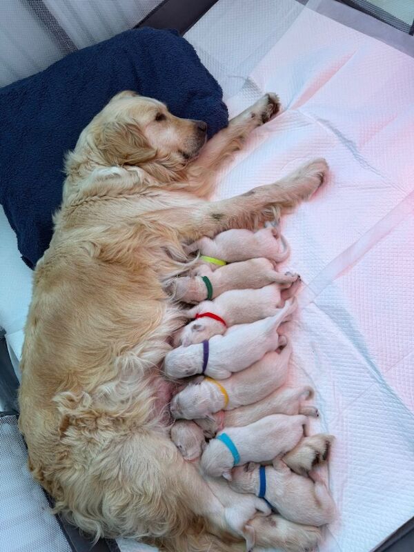 10 KC Registered golden retriever puppies - Image 4 of 4