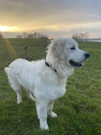 10-month old male Golden Retriever puppy for sale - Image 2 of 5