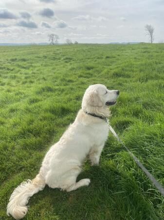 10-month old male Golden Retriever puppy for sale - Image 3 of 5