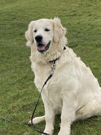 10-month old male Golden Retriever puppy for sale - Image 4 of 5