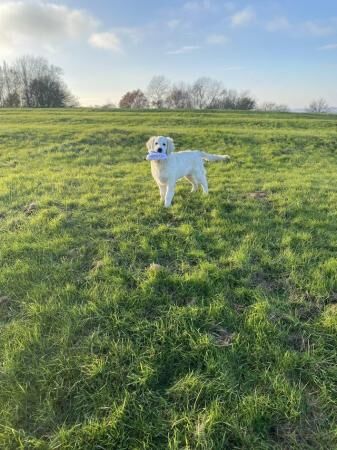 10-month old male Golden Retriever puppy for sale - Image 5 of 5