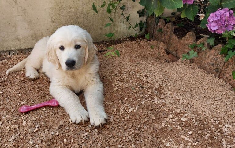 Golden Retriever puppies for sale in Carrickfergus, County Antrim – KC registered, 12 weeks old