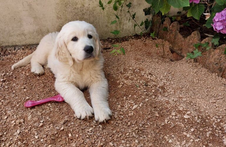 Golden Retriever puppies for sale in Carrickfergus, County Antrim – KC registered, 10 weeks old - Image 2 of 3