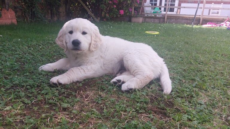 Golden Retriever puppies for sale in Carrickfergus, County Antrim – KC registered, 10 weeks old - Image 3 of 3