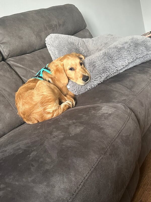 Golden Retriever puppies for sale in Aberdeen, City of Aberdeen – KC registered, 3 months old - Image 2 of 5