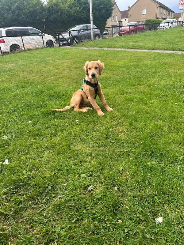Golden Retriever puppies for sale in Aberdeen, City of Aberdeen – KC registered, 3 months old - Image 3 of 5