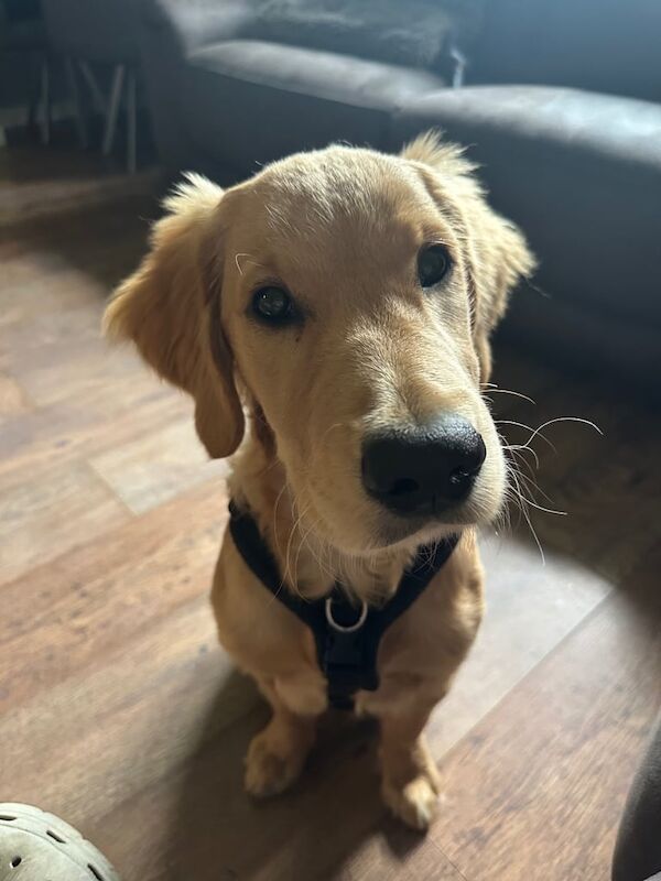 Golden Retriever puppies for sale in Aberdeen, City of Aberdeen – KC registered, 3 months old - Image 5 of 5