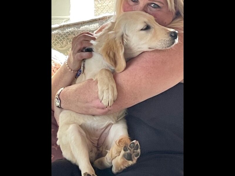 16 week golden kc reg female for sale in East Sussex