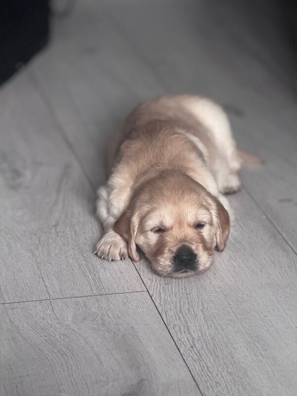 Golden Retriever puppies for sale in Belfast, County Antrim – KC registered, 4 weeks old