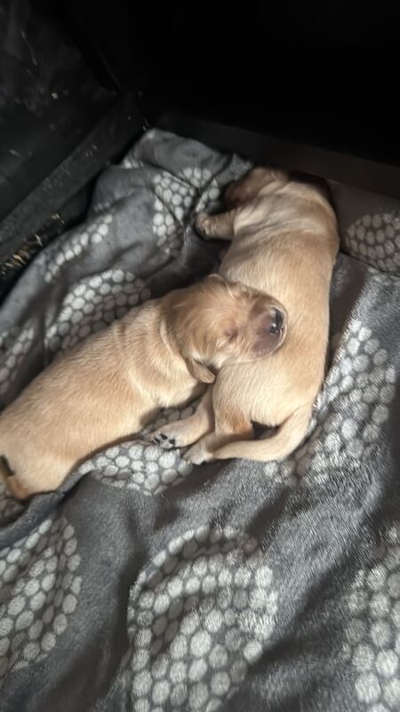 Golden Retriever puppies for sale in Belfast, County Antrim – KC registered, 4 weeks old - Image 2 of 3
