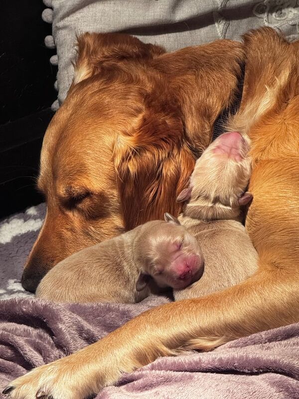Golden Retriever puppies for sale in Belfast, County Antrim – KC registered, 4 weeks old - Image 3 of 3