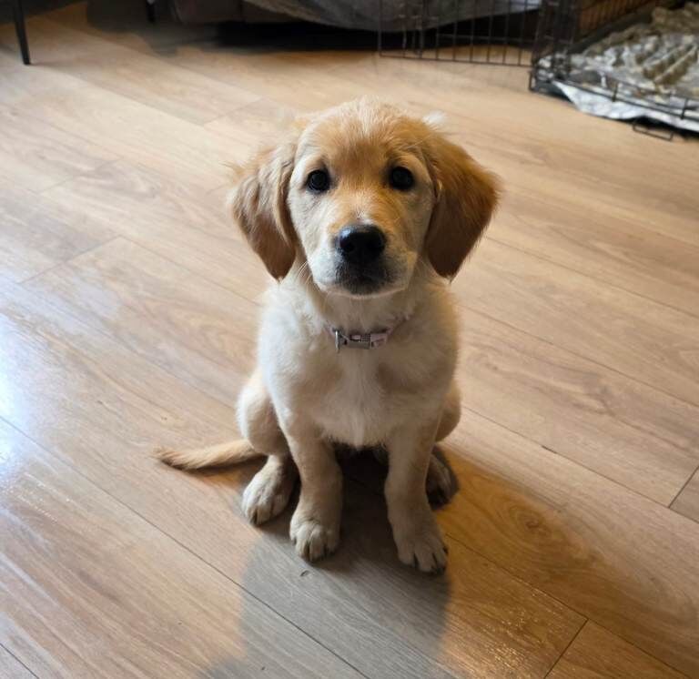 2 female golden retriever pups - Image 2 of 6