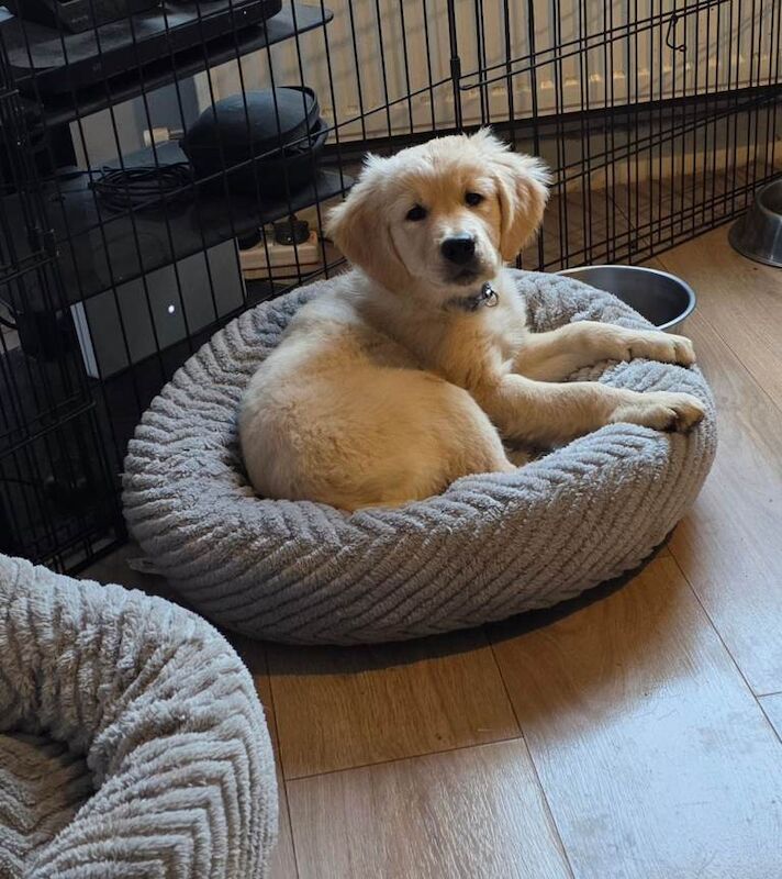 2 female golden retriever pups - Image 3 of 6