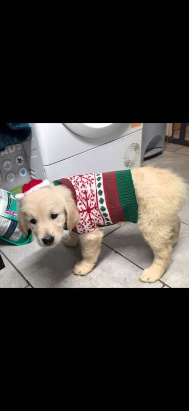 2 female golden retriever pups - Image 4 of 6