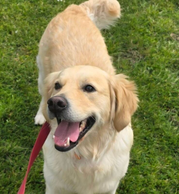 2 female golden retriever pups - Image 6 of 6