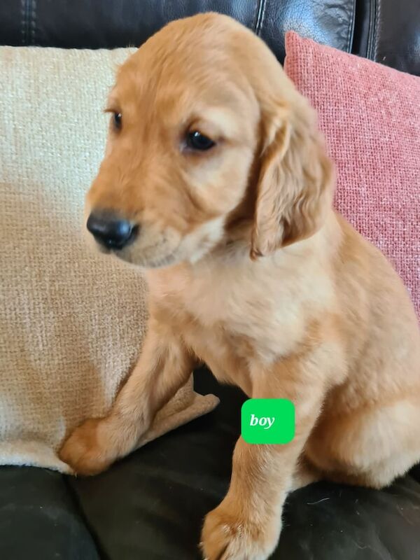 Golden Retriever puppies for sale in Seaham, Durham – 7 weeks old