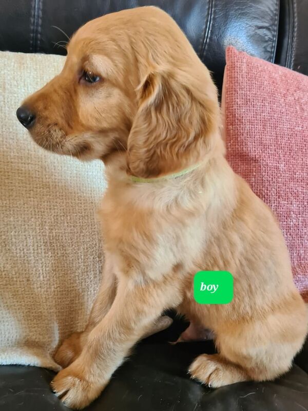 2 male golden retriever pups male - Image 2 of 3