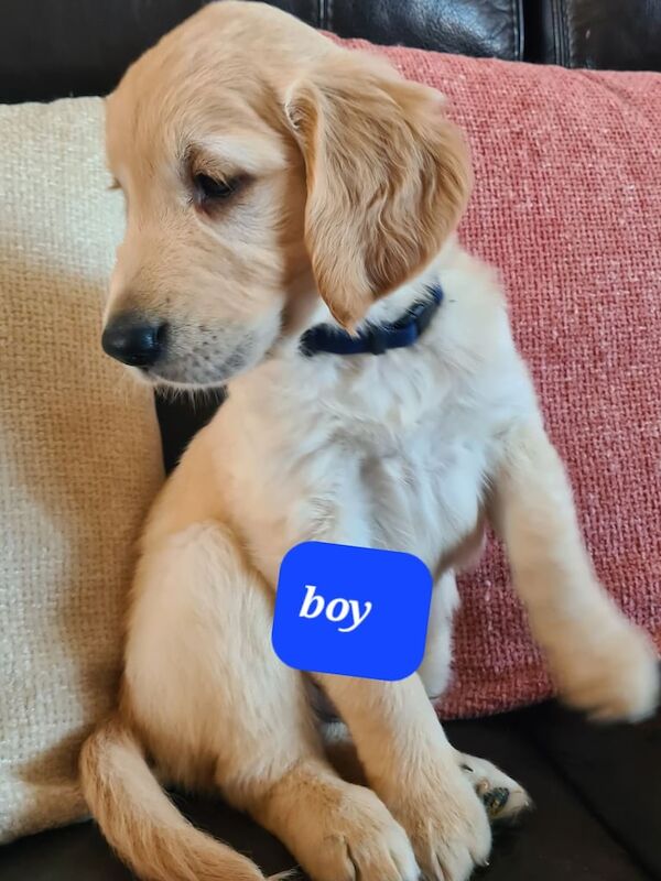 2 male golden retriever pups male - Image 3 of 3