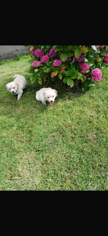 Golden Retriever Puppies For Sale Under £1,000