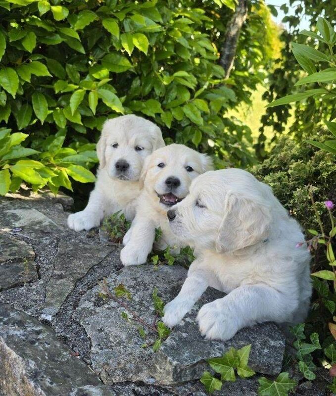 3 beautifull purbred golden retrievers puppies