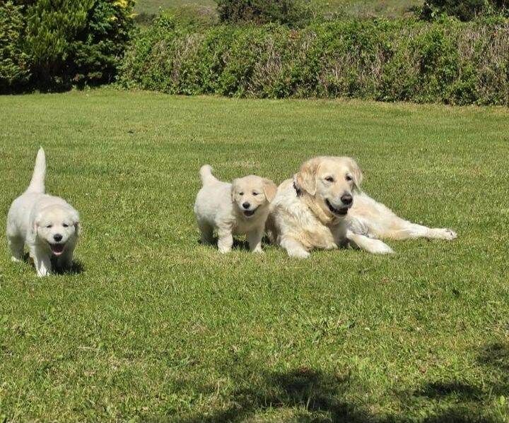 3 beautifull purbred golden retrievers puppies - Image 2 of 5