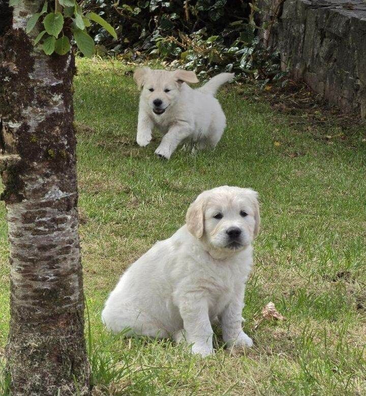 3 beautifull purbred golden retrievers puppies - Image 3 of 5