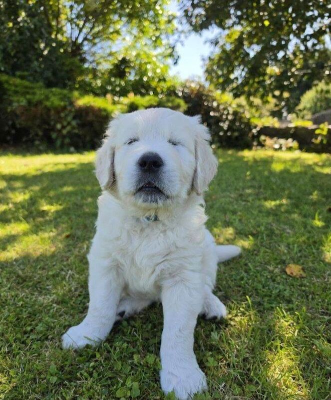 3 beautifull purbred golden retrievers puppies - Image 4 of 5