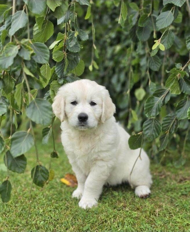 3 beautifull purbred golden retrievers puppies - Image 5 of 5