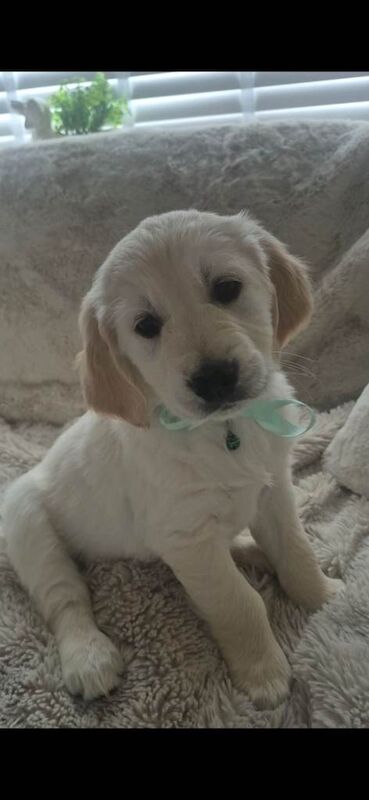 Kennel Club Registered Golden Retriever Puppies For Sale