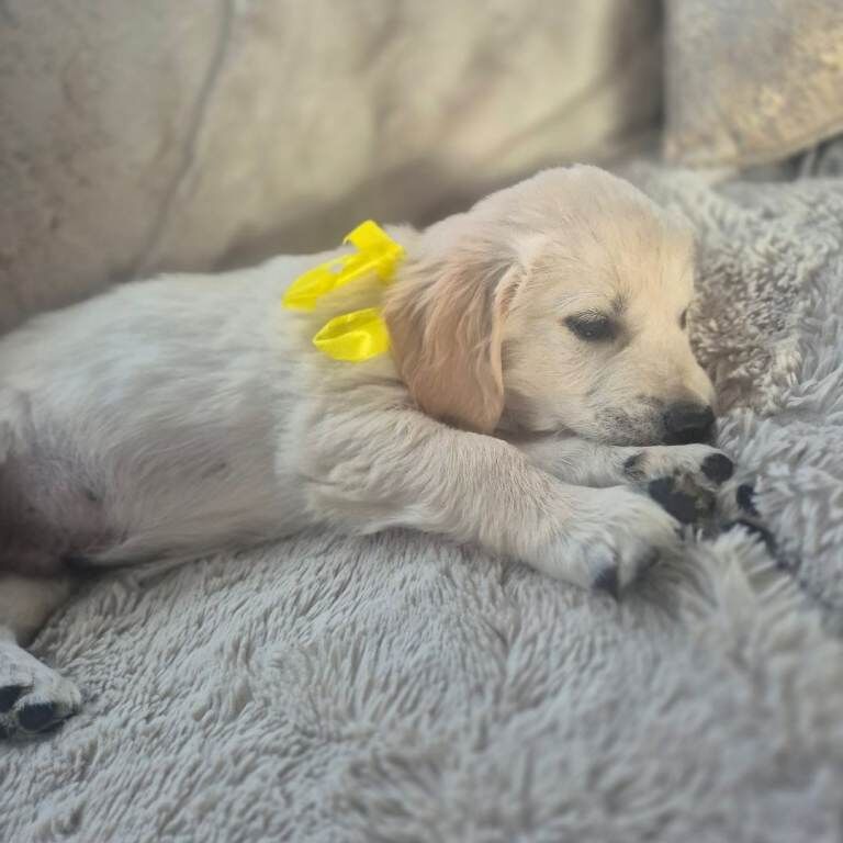 4 Boys Golden Retriever Puppies - Image 2 of 5