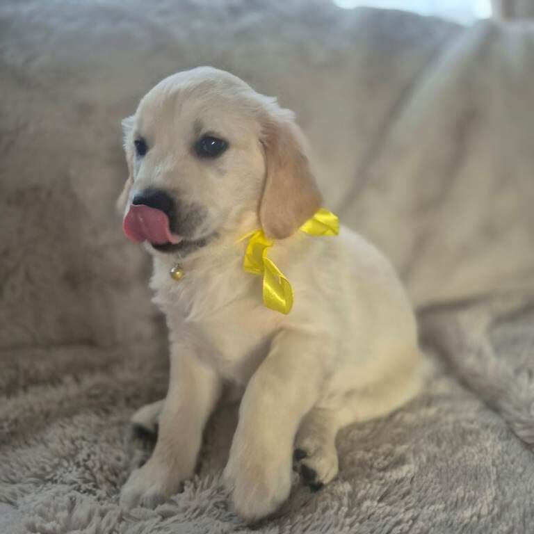 4 Boys Golden Retriever Puppies - Image 3 of 5