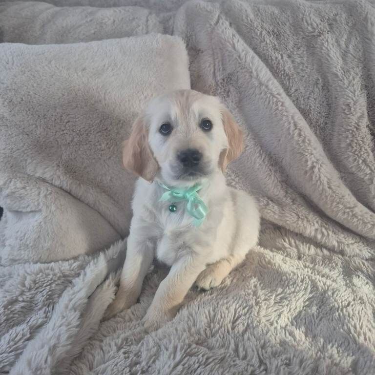 4 Boys Golden Retriever Puppies - Image 4 of 5
