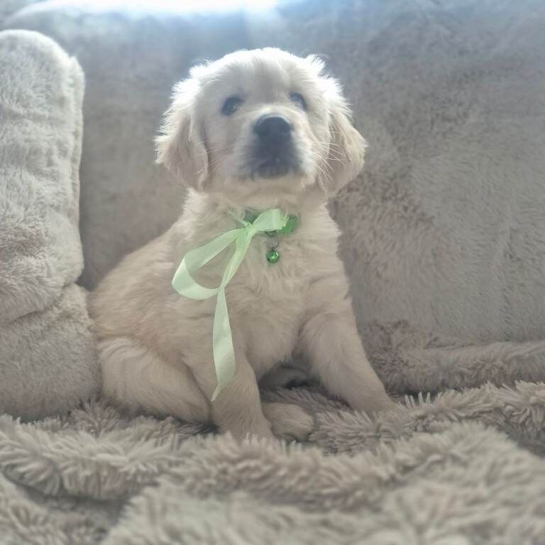 4 Boys Golden Retriever Puppies - Image 5 of 5