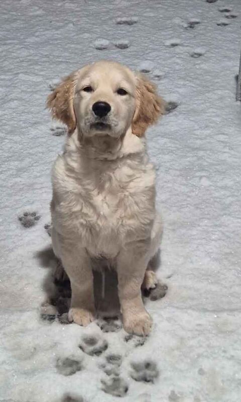 Golden Retriever Puppies For Sale