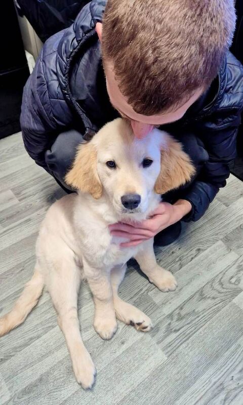 Golden Retriever puppies for sale in Wilnecote, Staffordshire – 3 months old - Image 2 of 4