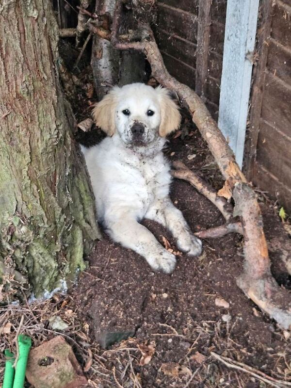 Golden Retriever puppies for sale in Wilnecote, Staffordshire – 3 months old - Image 3 of 4