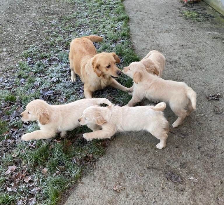 Golden Retriever puppies for sale in Wilnecote, Staffordshire – 3 months old - Image 4 of 4