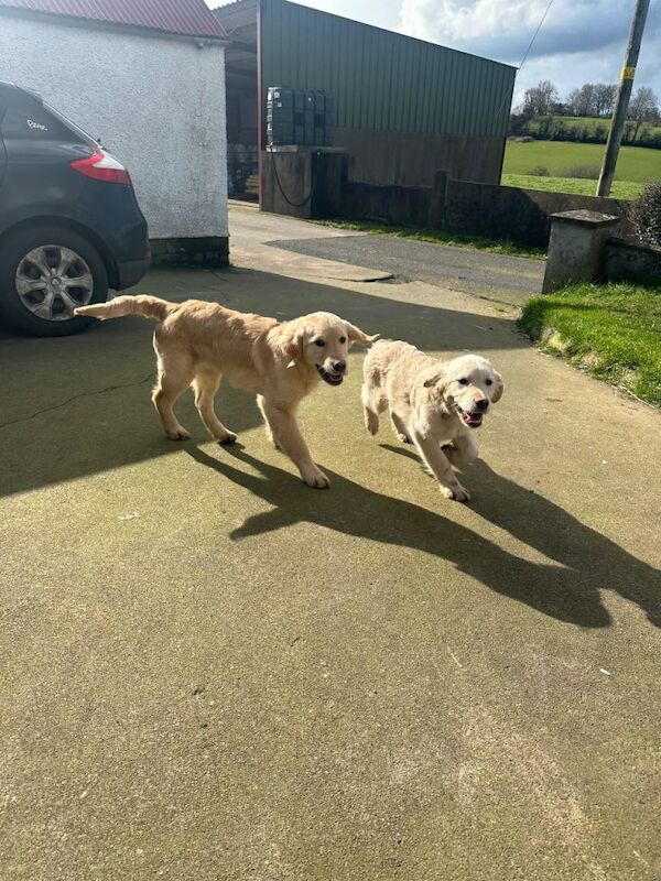 Golden Retriever Puppies For Sale