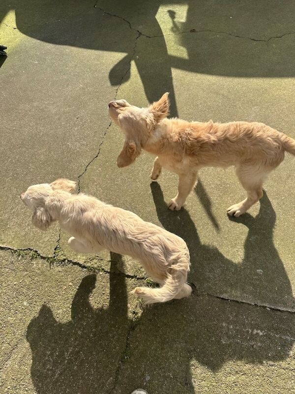 4 month old golden retriever pups - Image 2 of 3