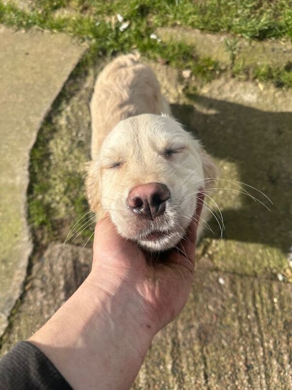 4 month old golden retriever pups - Image 3 of 3