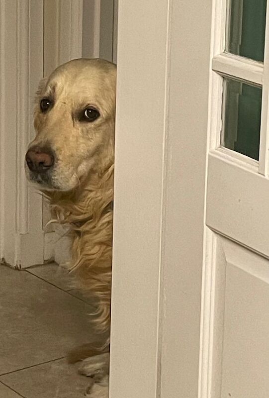 4 year old Golden Retriever - Image 2 of 6