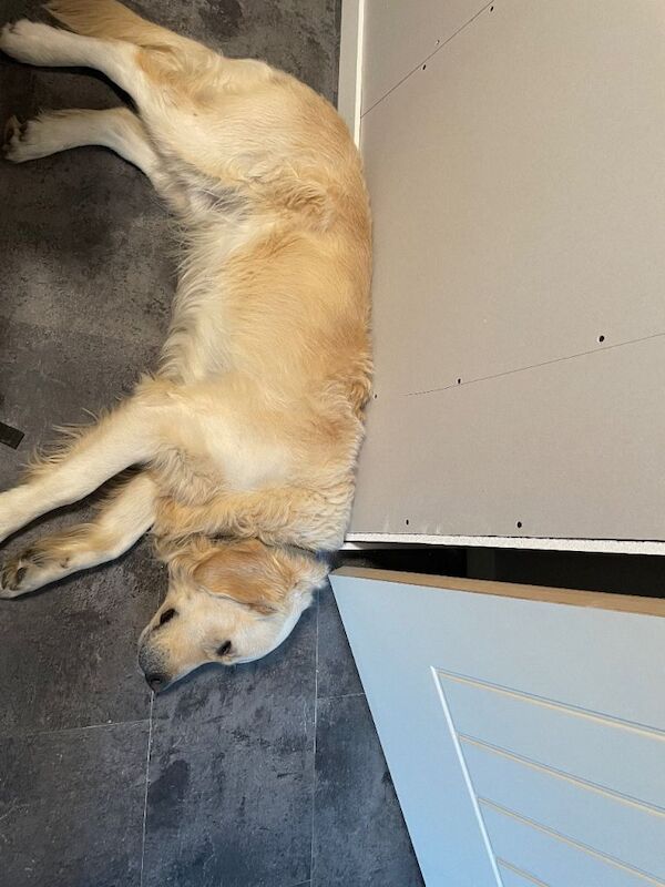 4 year old Golden Retriever - Image 3 of 6