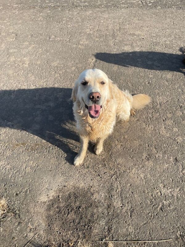 4 year old Golden Retriever - Image 4 of 6